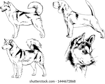 vector drawings sketches pedigree dogs in the racks drawn in ink by hand , objects with no background