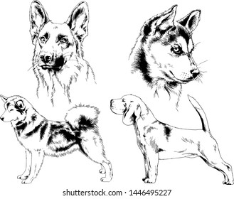 vector drawings sketches pedigree dogs in the racks drawn in ink by hand , objects with no background