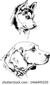 vector drawings sketches pedigree dogs in the racks drawn in ink by hand , objects with no background