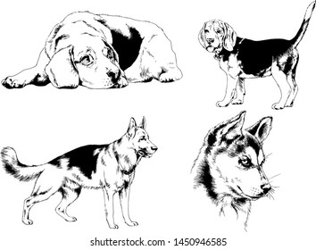 vector drawings sketches pedigree dogs in the racks drawn in ink by hand , objects with no background