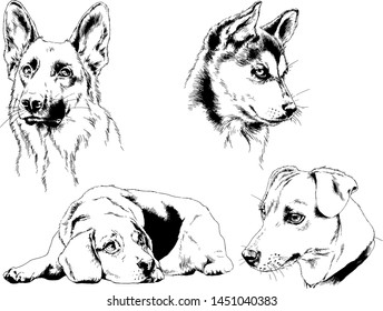 vector drawings sketches pedigree dogs in the racks drawn in ink by hand , objects with no background