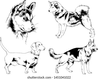 vector drawings sketches pedigree dogs in the racks drawn in ink by hand , objects with no background