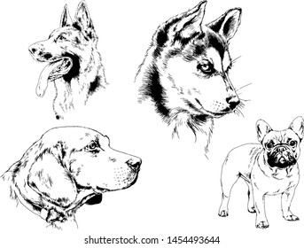 vector drawings sketches pedigree dogs in the racks drawn in ink by hand , objects with no background