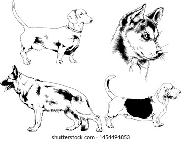 vector drawings sketches pedigree dogs in the racks drawn in ink by hand , objects with no background