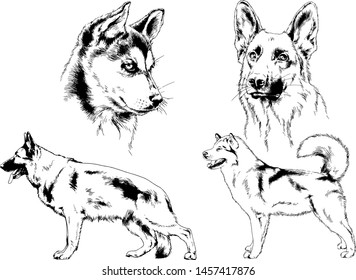 vector drawings sketches pedigree dogs in the racks drawn in ink by hand , objects with no background
