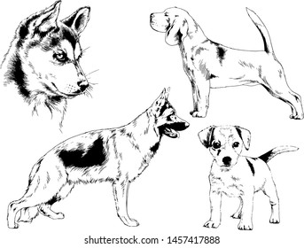 vector drawings sketches pedigree dogs in the racks drawn in ink by hand , objects with no background