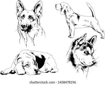vector drawings sketches pedigree dogs in the racks drawn in ink by hand , objects with no background