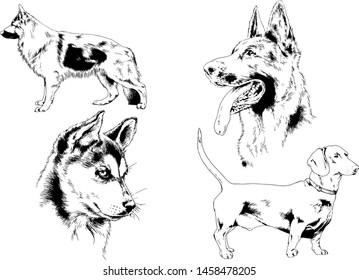 vector drawings sketches pedigree dogs in the racks drawn in ink by hand , objects with no background