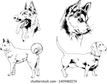 vector drawings sketches pedigree dogs in the racks drawn in ink by hand , objects with no background