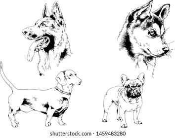 vector drawings sketches pedigree dogs in the racks drawn in ink by hand , objects with no background