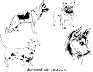 vector drawings sketches pedigree dogs in the racks drawn in ink by hand , objects with no background