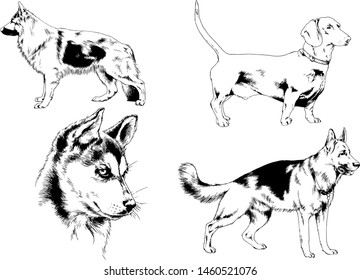 vector drawings sketches pedigree dogs in the racks drawn in ink by hand , objects with no background