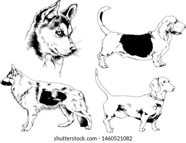vector drawings sketches pedigree dogs in the racks drawn in ink by hand , objects with no background
