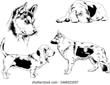 vector drawings sketches pedigree dogs in the racks drawn in ink by hand , objects with no background
