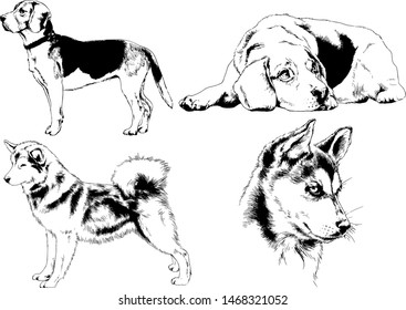 vector drawings sketches pedigree dogs in the racks drawn in ink by hand , objects with no background