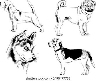 vector drawings sketches pedigree dogs in the racks drawn in ink by hand , objects with no background