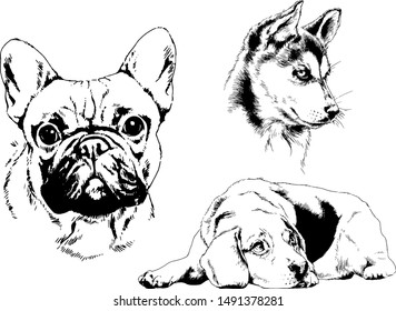 vector drawings sketches pedigree dogs in the racks drawn in ink by hand , objects with no background