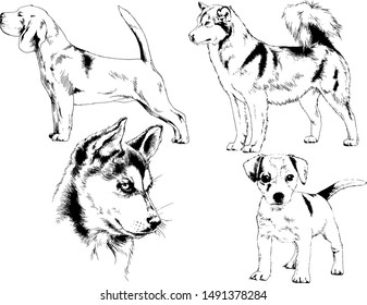 vector drawings sketches pedigree dogs in the racks drawn in ink by hand , objects with no background