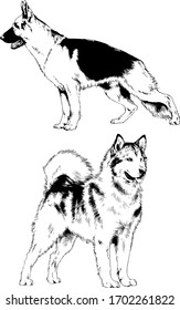 vector drawings sketches pedigree dogs in the racks drawn in ink by hand , objects with no background
