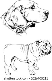 vector drawings sketches pedigree dogs and cats  drawn in ink by hand , objects with no background