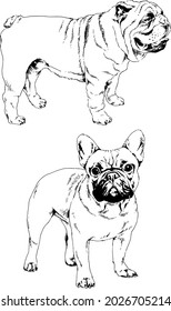 vector drawings sketches pedigree dogs and cats  drawn in ink by hand , objects with no background