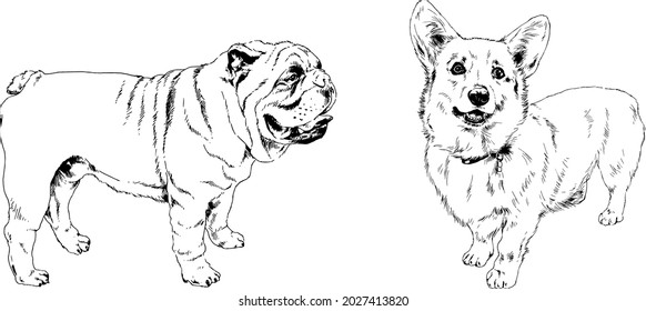 vector drawings sketches pedigree dogs and cats  drawn in ink by hand , objects with no background