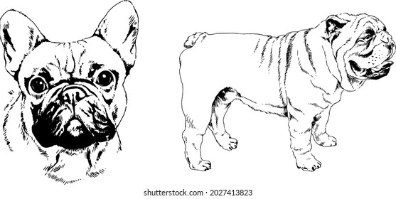 vector drawings sketches pedigree dogs and cats  drawn in ink by hand , objects with no background