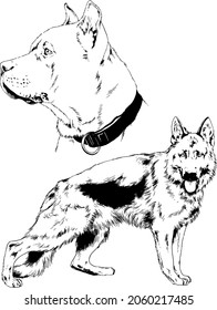 vector drawings sketches pedigree dogs and cats  drawn in ink by hand , objects with no background