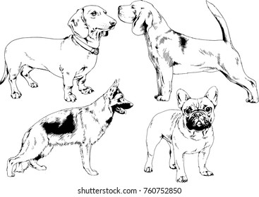 vector drawings sketches pedigree dogs in the racks drawn in ink by hand , objects with no background