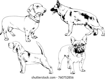 vector drawings sketches pedigree dogs in the racks drawn in ink by hand , objects with no background