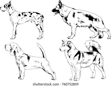 vector drawings sketches pedigree dogs in the racks drawn in ink by hand , objects with no background