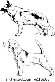 vector drawings sketches pedigree dogs in the racks drawn in ink by hand , objects with no background