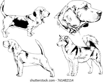 vector drawings sketches pedigree dogs in the racks drawn in ink by hand , objects with no background