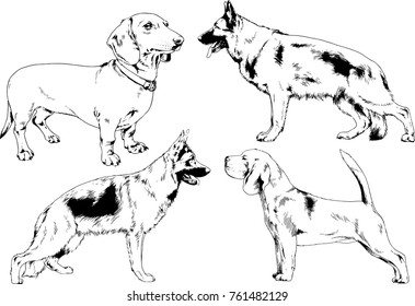 vector drawings sketches pedigree dogs in the racks drawn in ink by hand , objects with no background