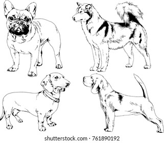 vector drawings sketches pedigree dogs in the racks drawn in ink by hand , objects with no background