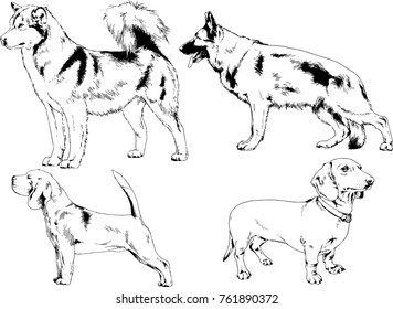 vector drawings sketches pedigree dogs in the racks drawn in ink by hand , objects with no background