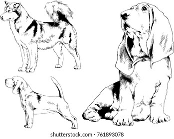 vector drawings sketches pedigree dogs in the racks drawn in ink by hand , objects with no background