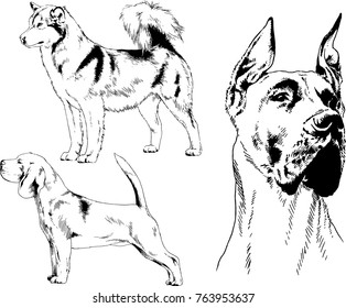 vector drawings sketches pedigree dogs in the racks drawn in ink by hand , objects with no background