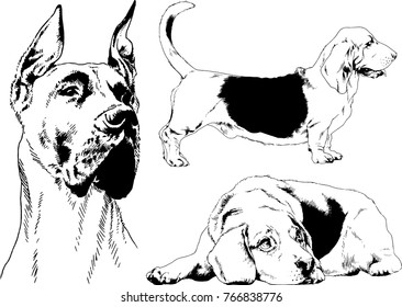 vector drawings sketches pedigree dogs in the racks drawn in ink by hand , objects with no background