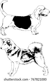 vector drawings sketches pedigree dogs in the racks drawn in ink by hand , objects with no background