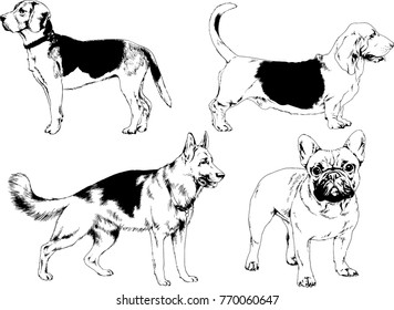 vector drawings sketches pedigree dogs in the racks drawn in ink by hand , objects with no background