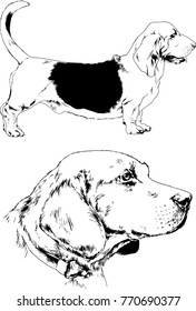 vector drawings sketches pedigree dogs in the racks drawn in ink by hand , objects with no background