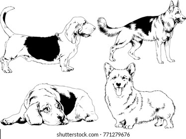 vector drawings sketches pedigree dogs in the racks drawn in ink by hand , objects with no background