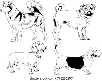 vector drawings sketches pedigree dogs in the racks drawn in ink by hand , objects with no background