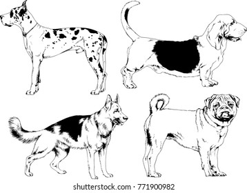 vector drawings sketches pedigree dogs in the racks drawn in ink by hand , objects with no background