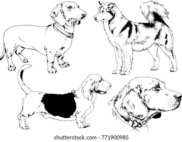 vector drawings sketches pedigree dogs in the racks drawn in ink by hand , objects with no background