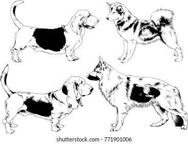 vector drawings sketches pedigree dogs in the racks drawn in ink by hand , objects with no background