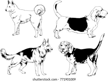 vector drawings sketches pedigree dogs in the racks drawn in ink by hand , objects with no background