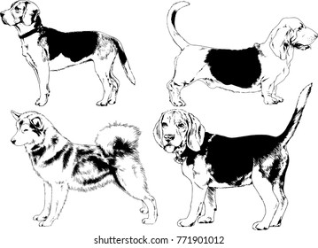 vector drawings sketches pedigree dogs in the racks drawn in ink by hand , objects with no background