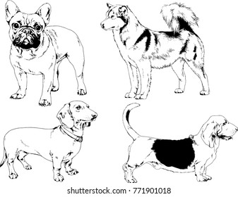 vector drawings sketches pedigree dogs in the racks drawn in ink by hand , objects with no background